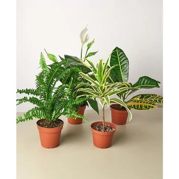House Plant Shop | Air Purifying Live Plants, Pack of 4,商家Macy's,价格¥306