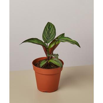 商品House Plant Shop | Calathea 'Beauty Star' Live Plant, 4" Pot,商家Macy's,价格¥208图片