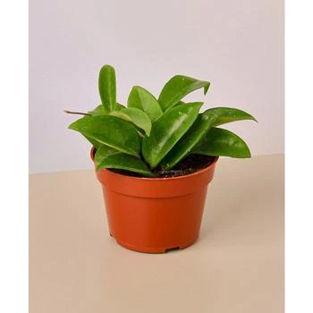 House Plant Shop | Hoya Carnosa Live Plant, 4" Pot,商家Macy's,价格¥134