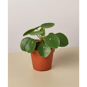 商品House Plant Shop | Pilea Peperomioides 'Chinese Money' Live Plant, 4" Pot,商家Macy's,价格¥146图片