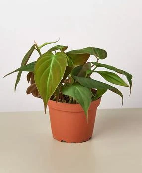 House Plant Shop | Philodendron 'Velvet' Live Plant, 4" Pot,商家Macy's,价格¥225