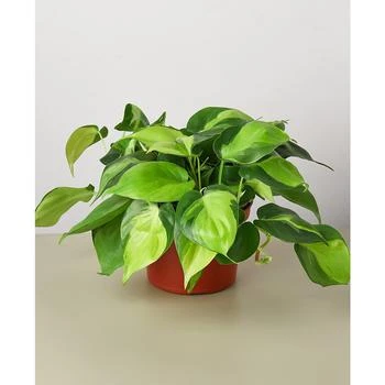 House Plant Shop | Philodendron Hederaceum 'Brasil' Live Plant, 6" Pot,商家Macy's,价格¥224