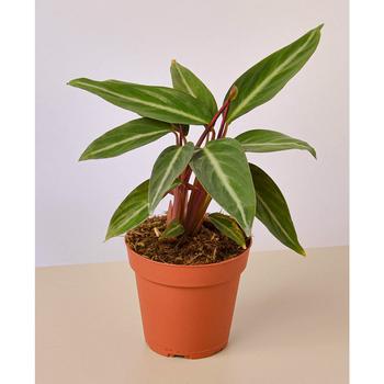 商品Stromanthe Sanguinea Live Plant, 4" Pot图片