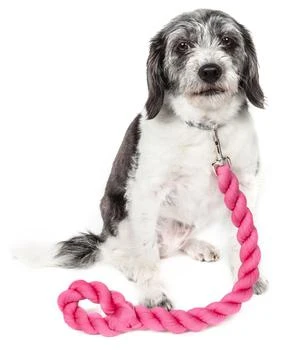 Pet Life  'Tough-Tugger' Industrial-Strength Shock Absorption Woven Pet Dog Leash