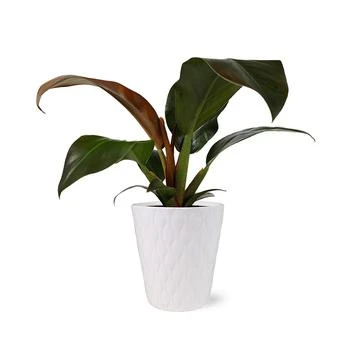 BloomsyBox | Imperial Red Philodendron Live Plant,商家Macy's,价格¥447