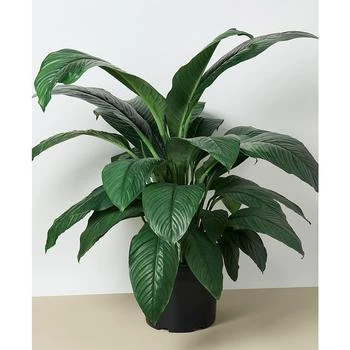House Plant Shop | Spathiphyllum Peace Lily Live Plant, 10" Pot,商家Macy's,价格¥893