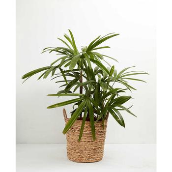 商品Lady Palm Live Plant, 10" Basket,商家Macy's,价格¥986图片