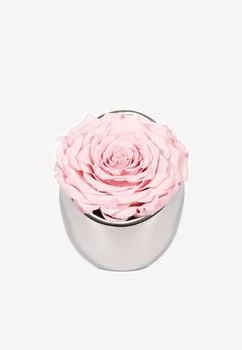 OnlyRoses | Infinite Rose Luna,商家Thahab,价格¥1291