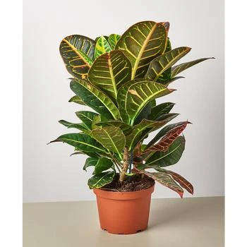 House Plant Shop | Croton Petra 'Joseph's Coat' Live Plant, 6" Pot,商家Macy's,价格¥191