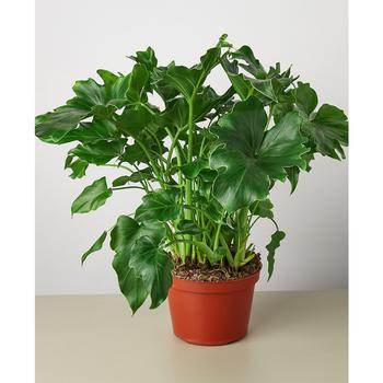 商品House Plant Shop | Philodendron 'Little Hope' Live Plant, 6" Pot,商家Macy's,价格¥213图片