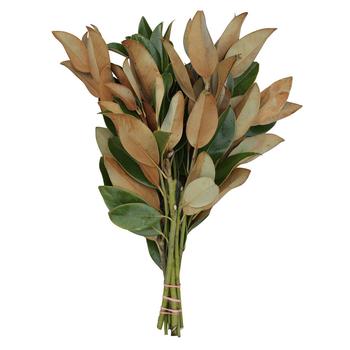 商品Magnolia Supply Co | Fresh Magnolia Bundle,商家Macy's,价格¥231图片