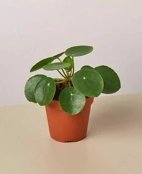 House Plant Shop | Pilea Peperomioides 'Chinese Money' Live Plant, 4" Pot,商家Macy's,价格¥142