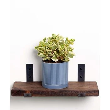 Greendigs | Live Peperomia  Plant in Fluted Ceramic Pot, 5",商家Macy's,价格¥335
