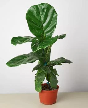 House Plant Shop | Ficus Lyrata Fiddle Leaf Fig Live Plant, 6" Pot,商家Macy's,价格¥269