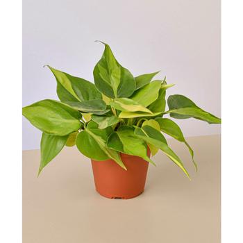 商品Philodendron Brasil Live Plant, 4" Pot图片
