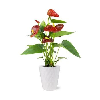 BloomsyBox | Bali Anthurium Live Plant,商家Macy's,价格¥447