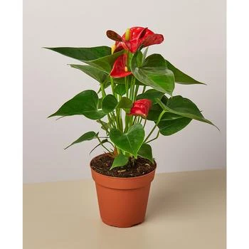 House Plant Shop | Red Anthurium Live Plant, 4" Pot,商家Macy's,价格¥127