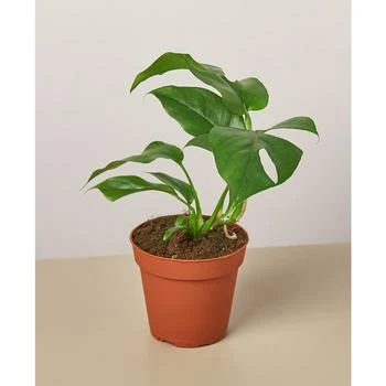 House Plant Shop | Philodendron Mini Monstera Minima Live Plant, 4" Pot,商家Macy's,价格¥127