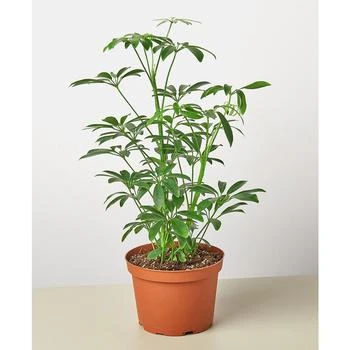 House Plant Shop | Schefflera Arboricola 'Umbrella Plant' Live Plant, 6" Pot,商家Macy's,价格¥191