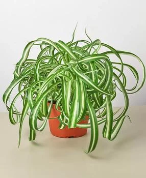 House Plant Shop | Spider Plant 'Bonnie' Live Plant, 6" Pot,商家Macy's,价格¥225