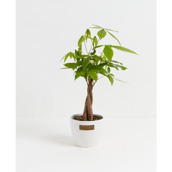 商品Money Tree Live Plant, 4" Coco Eco Pot图片