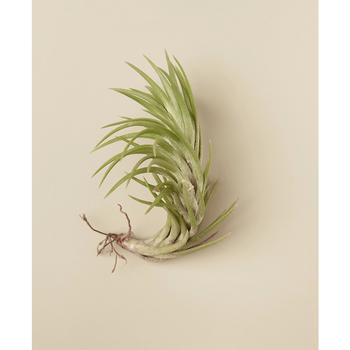 商品House Plant Shop | Tillandsia Araujei Live Air Plant,商家Macy's,价格¥123图片