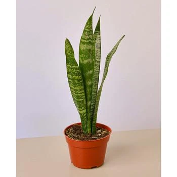 House Plant Shop | Snake Zeylanica Live Plant, 4" Pot,商家Macy's,价格¥115