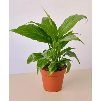 House Plant Shop | Spathiphyllum 'Peace Lily' Live Plant, 4" Pot,商家Macy's,价格¥134