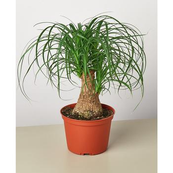 商品House Plant Shop | Palm 'Ponytail' Live Plant, 6" Pot,商家Macy's,价格¥231图片