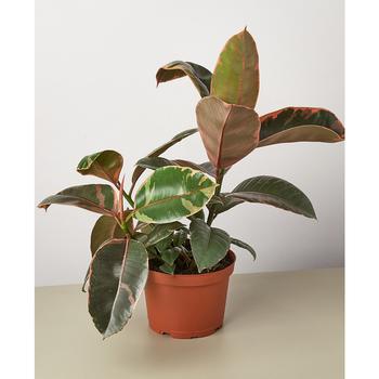商品Ficus Ruby Pink 'Elastica' Live Plant, 6" Pot,商家Macy's,价格¥263图片