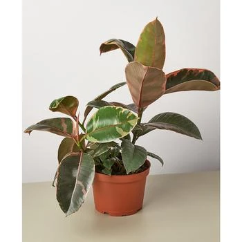 House Plant Shop | Ficus Ruby Pink 'Elastica' Live Plant, 6" Pot,商家Macy's,价格¥268