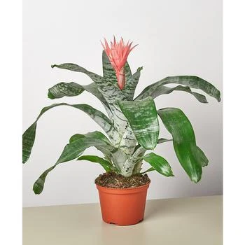 House Plant Shop | Bromeliad 'Silvervase' Live Plant, 6" Pot,商家Macy's,价格¥313