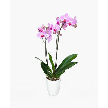 商品Paris Flowers Orchid Plant,商家Macy's,价格¥511图片