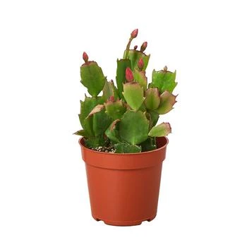 House Plant Shop | Zygo Christmas Cactus in 4" Pot,商家Macy's,价格¥159