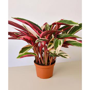 商品House Plant Shop | Stromanthe Triostar Live Plant, 6" Pot,商家Macy's,价格¥323图片