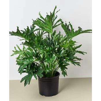 House Plant Shop | Philodendron 'Lickety Split' Live Plant, 8" Pot,商家Macy's,价格¥447
