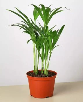 House Plant Shop | Areca Palm Live Plant, in 6" Pot,商家Macy's,价格¥225