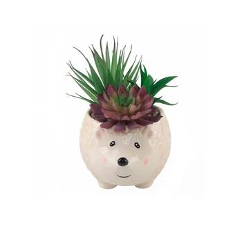 Flora Bunda | 8" Artificial Succulent in 6" Large Hedgehog Ceramic Planter,商家Macy's,价格¥372