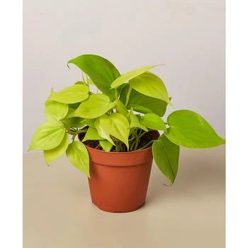 House Plant Shop | Philodendron 'Neon' Live Plant, 4" Pot,商家Macy's,价格¥127