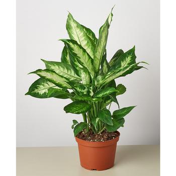 商品House Plant Shop | Dieffenbachia Camille Live Plant, 6" Pot,商家Macy's,价格¥213图片