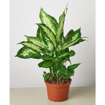 House Plant Shop | Dieffenbachia Camille Live Plant, 6" Pot,商家Macy's,价格¥191