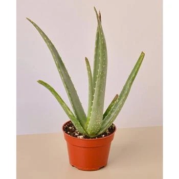 House Plant Shop | Aloe Vera Live Succulent, 4" Pot,商家Macy's,价格¥96