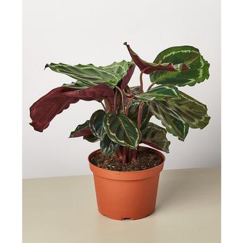 商品Calathea Roseopicta 'Medallion' Live Plant, 6" Pot图片