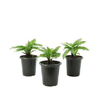 商品Calathea Vittata Live Plant, 4" Pot, 3 Piece图片