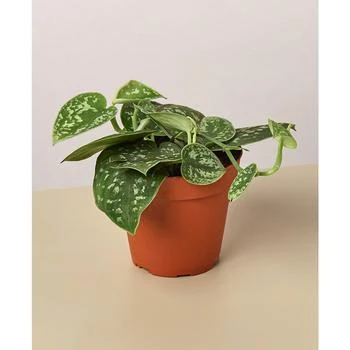 House Plant Shop | Pothos 'Satin' Live Plant, 4" Pot,商家Macy's,价格¥134