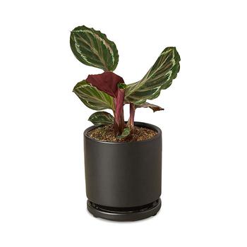 商品House Plant | Medallion Plant in Black Pot,商家Bloomingdale's,价格¥630图片
