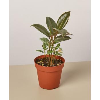 商品Ficus Elastica 'Tineke' Live Plant, 4" Pot图片