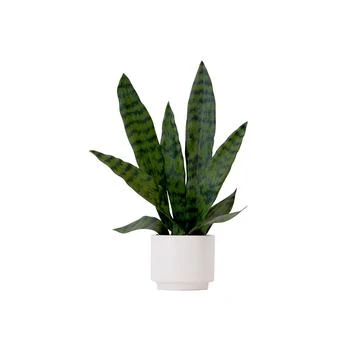 NEARLY NATURAL | 16" Artificial Sansevieria Snake Plant with Decorative Planter,商家Macy's,价格¥224