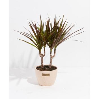 商品Lively Root | Marginata Dragon Tree Dracaena Live Plant, 6" Macadamia Eco Pot,商家Macy's,价格¥460图片