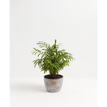 商品Lively Root | Neanthe Bella Parlor Palm Live Plant, 6" Earl Gray Eco Pot,商家Macy's,价格¥464图片